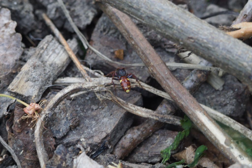 Apidae:  Nomada sp.